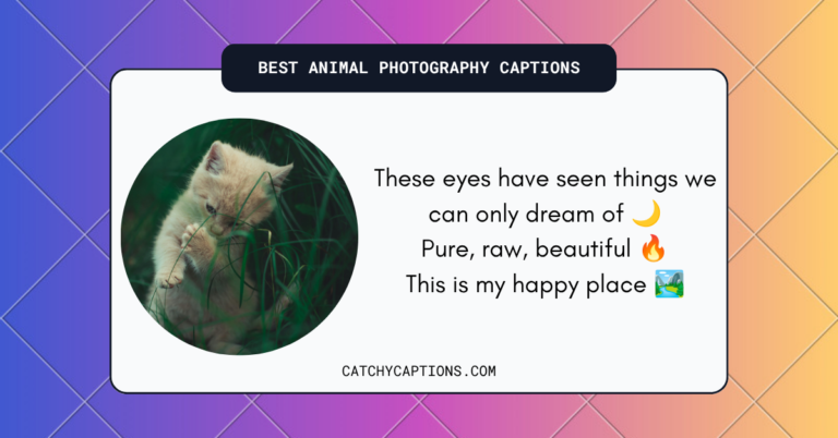 Animal Photography